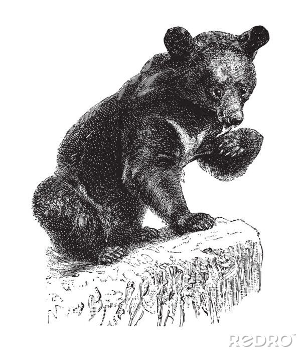 Poster Zeichnung eines Bären, der seine Pfote leckt