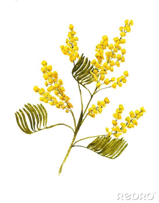 Poster Zeichnung eines einzelnen Zweiges der gelben Mimose