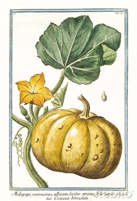 Poster Zeichnung eines gelben Kürbisses an einem Zweig