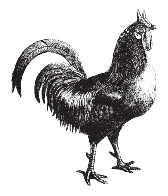 Poster Zeichnung eines Hahns mit zwei Hörnern