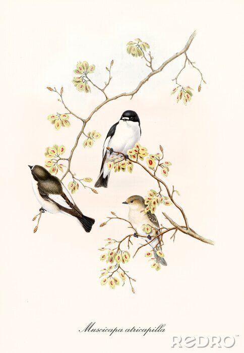 Poster Zeichnung mit Vögeln, die auf mit Blumen bestreuten Zweigen sitzen