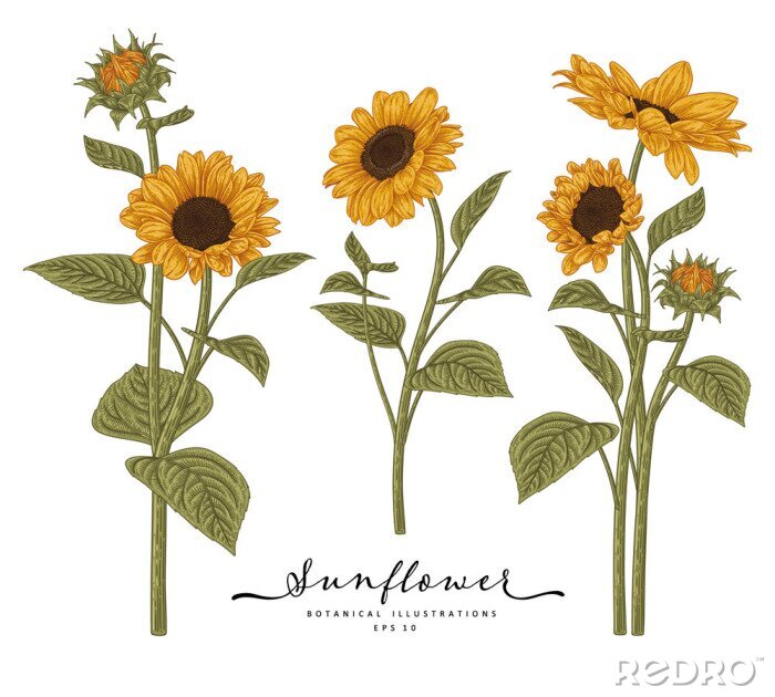 Poster Zeichnung Sonnenblumen auf langen Stängeln