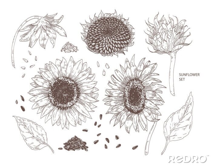 Poster Zeichnung Sonnenblumen Aufbau einer Blume