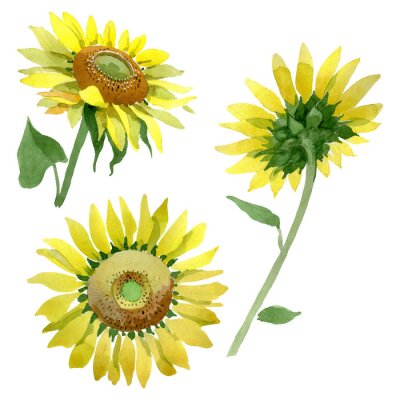 Poster Zeichnung Sonnenblumen aus verschiedenen Perspektiven