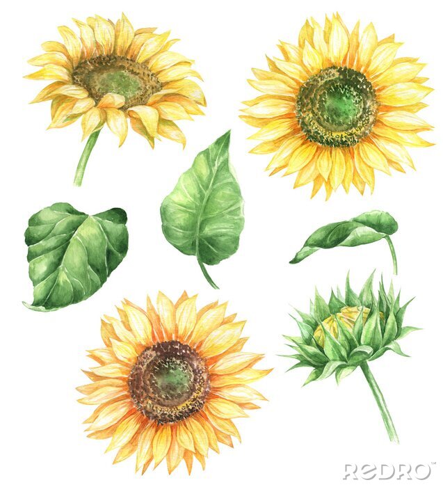 Poster Zeichnung Sonnenblumen drei Blumen und Knospe