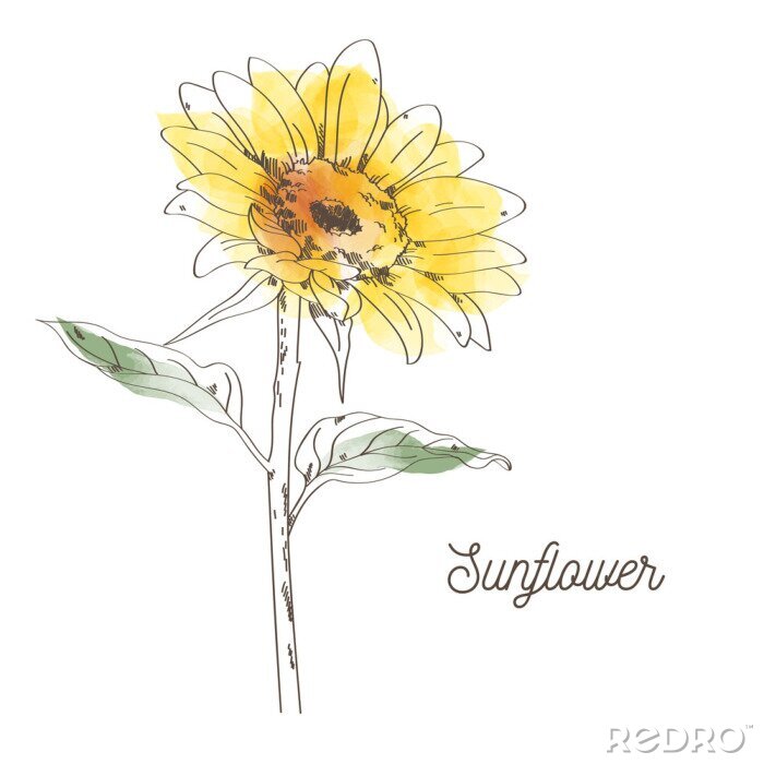 Poster Zeichnung Sonnenblumen mit Farbfleck gefüllt