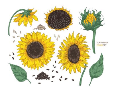 Poster Zeichnung Sonnenblumen reif mit Samen