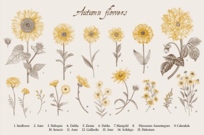 Poster Zeichnung Sonnenblumen und gelbe Blumen