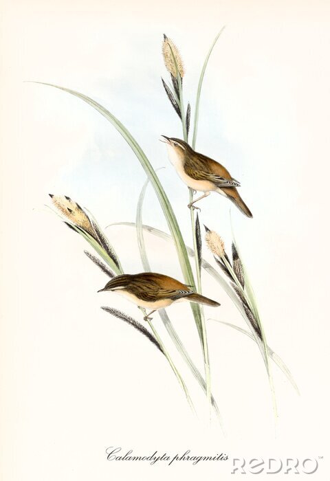 Poster Zeichnung von Gras und darauf sitzenden Vögeln