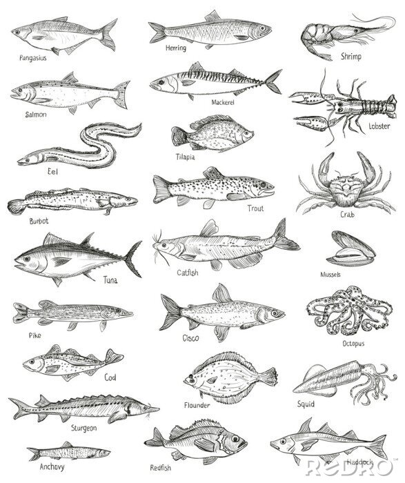 Poster Zeichnung von mehreren Fischen mit Namen