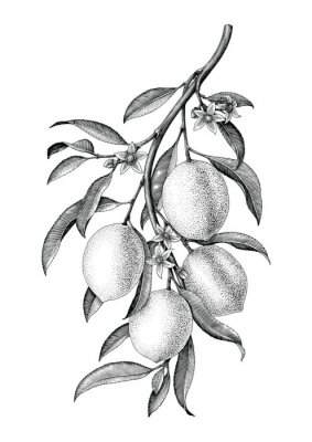 Poster Zitrone mit einem Zweig schwarz und weiß