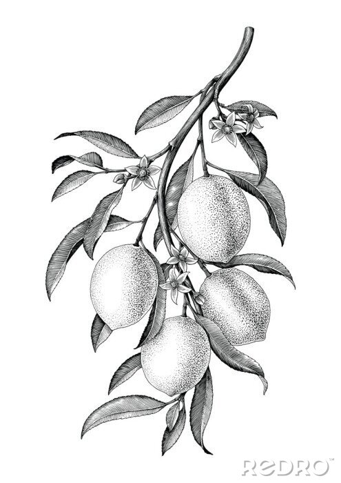 Poster Zitrone mit einem Zweig schwarz und weiß