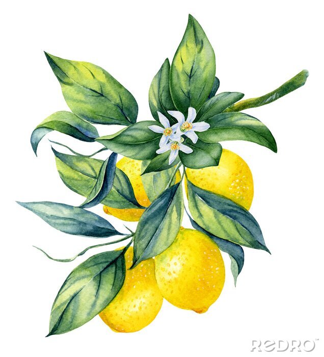 Poster Zitronenzweig mit Früchten und Blumen