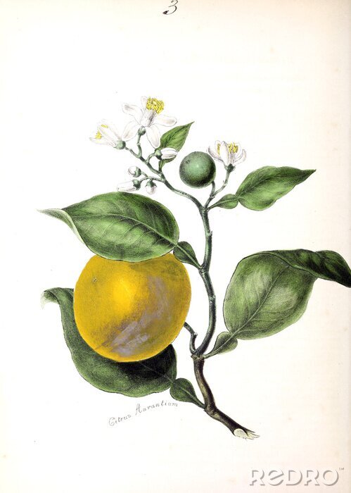Poster Zitruszweig Illustration im Retro-Stil