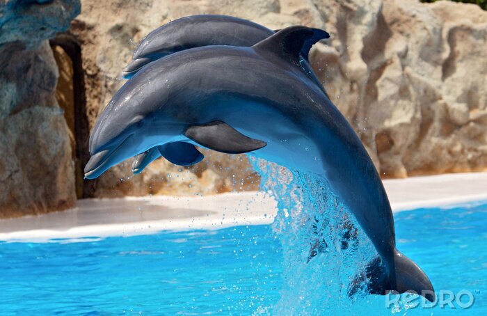 Poster Zwei Delfine im Reservat