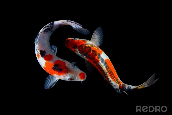 Poster Zwei Fische im Ozean