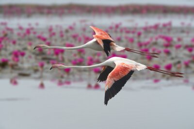 Zwei Flamingos im Flug
