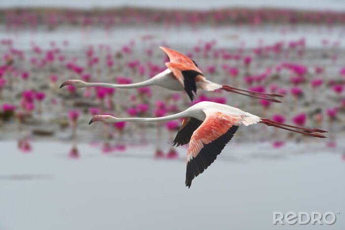 Poster Zwei Flamingos im Flug