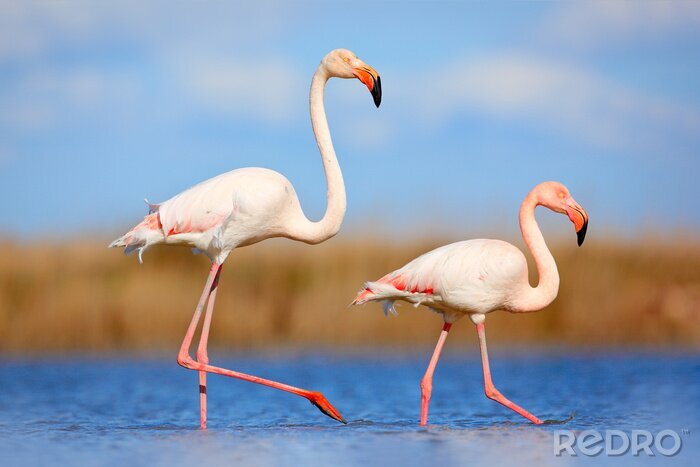 Poster Zwei flamingos in einer natürlichen umgebung