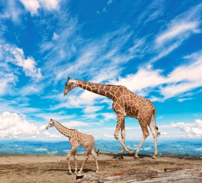Poster Zwei Giraffen auf dem blauen Hintergrund
