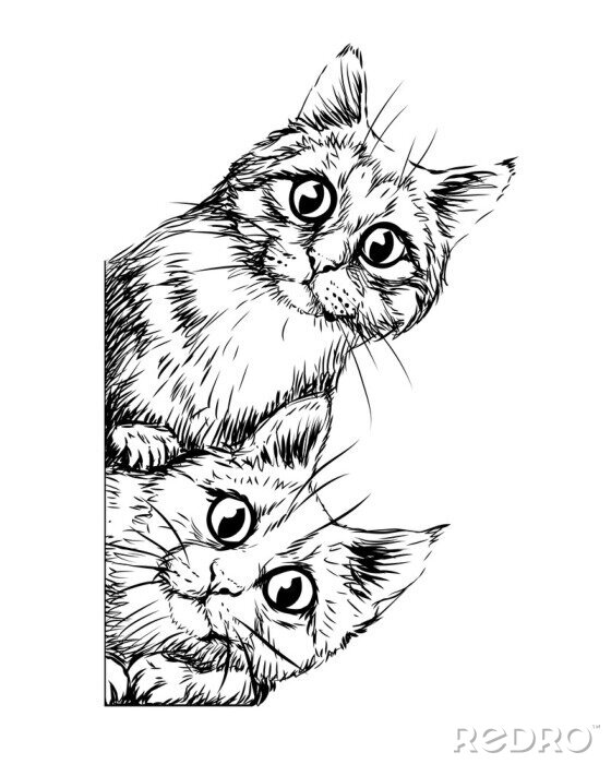 Poster Zwei Katzen schauen über den Rand