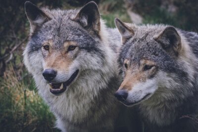 Poster Zwei Wölfe