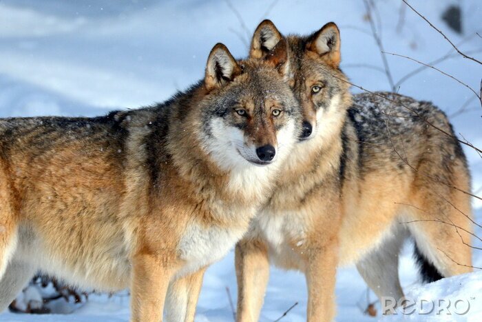 Poster Zwei Wölfe im Schnee