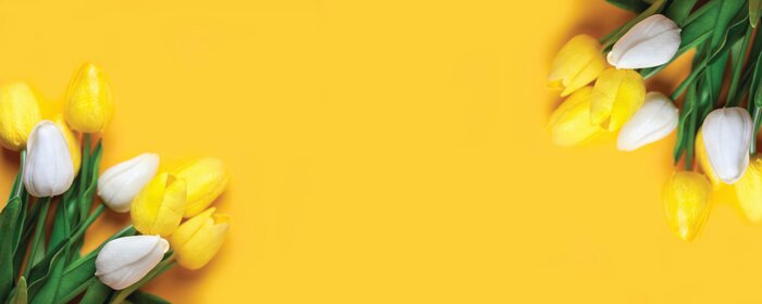 Poster Zweifarbige Tulpen auf gelbem Hintergrund