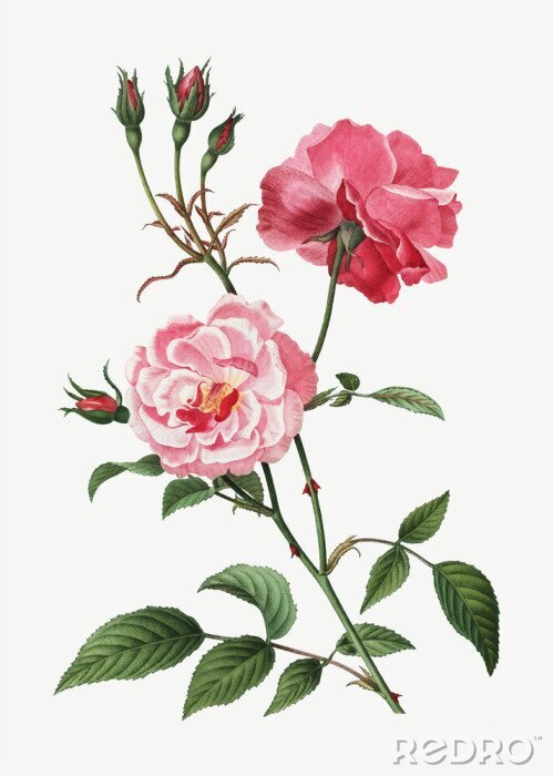 Poster Zweig des Rosenstrauchs auf der Zeichnung