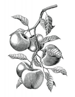 Poster Zweig eines Apfelbaums mit Früchten Skizze