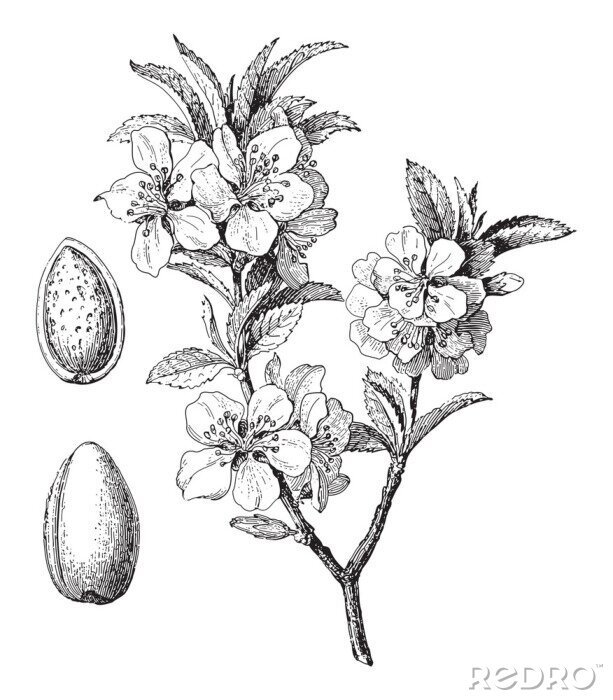 Poster Zweig eines Mandelbaumes mit Blüten Skizze