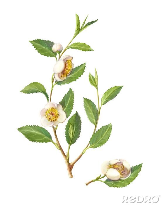 Poster Zweig grüner Tee mit Blumen