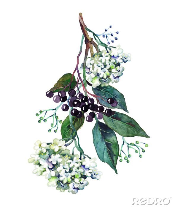 Poster Zweig mit dunklen Früchten