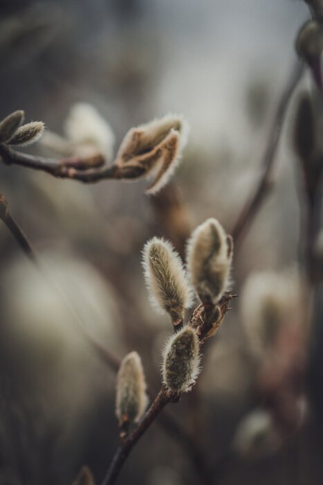 Poster Zweig mit Kätzchen in Vergrößerung