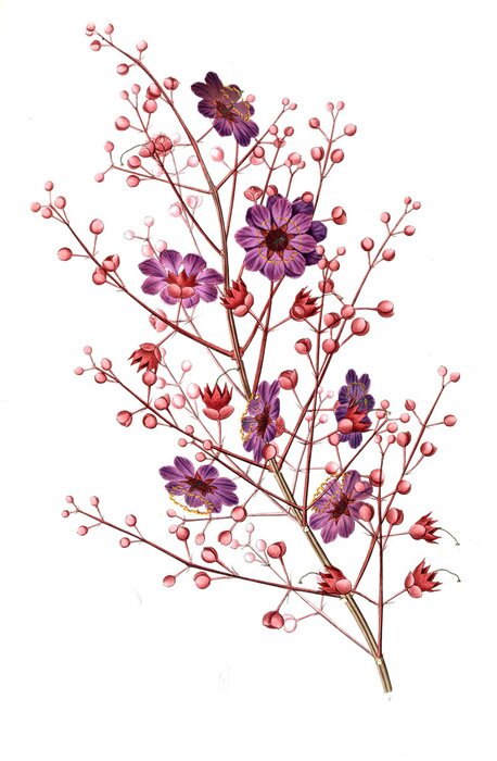 Poster Zweig mit violetten Blüten und rosa Knospen