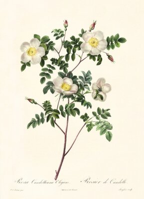 Poster Zweig mit weiß-gelben Blüten