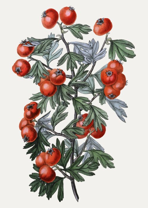 Poster Zweig mit Weißdornfrüchten auf bunter Illustration