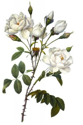 Zweig mit weißen Blumen mit Dornen
