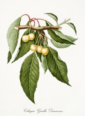Poster Zweig mit weißen Kirschen botanische Illustration