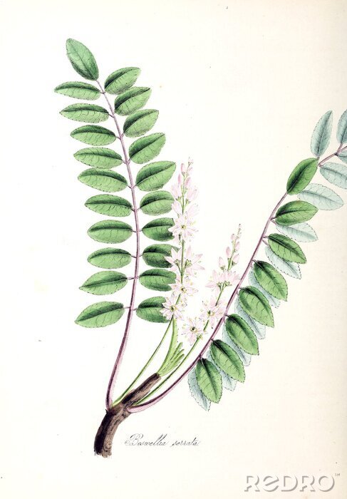 Poster Zweig von Boswellia mit grünen Blättern