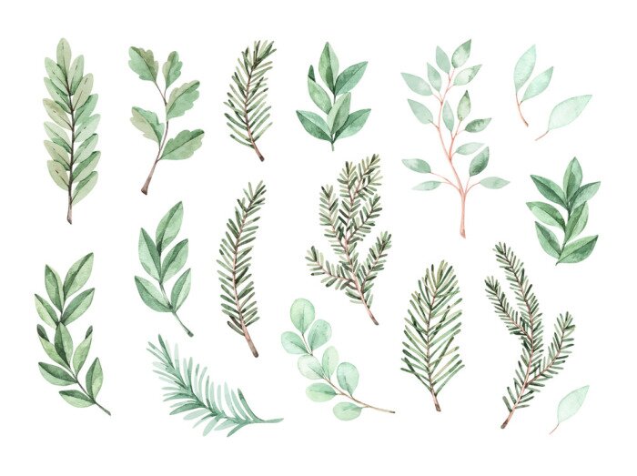 Poster Zweige verschiedener Baumarten