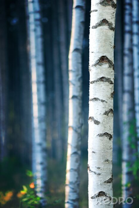 Sticker 3D Birke vor dem Hintergrund der Bäume