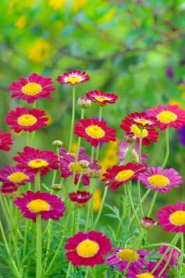 Sticker 3D-Blumen mit roten Blütenblättern