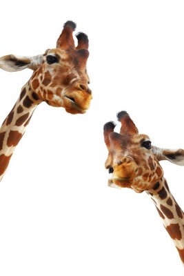 Sticker 3D Giraffen aus nächster Nähe