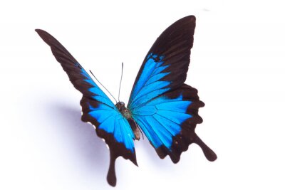 Sticker 3D-Schmetterling auf weißem Hintergrund