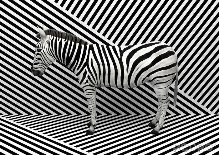 Sticker 3D-Zebra-Illustration
