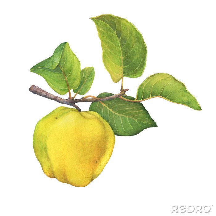 Sticker A branch of ripe yellow quince (cytonia) fruit with green leaves. Hand drawn watercolor painting illustration isolated on white background.