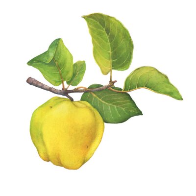 Sticker A branch of ripe yellow quince (cytonia) fruit with green leaves. Hand drawn watercolor painting illustration isolated on white background.