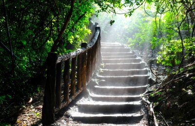 Sticker A ray of sunlight breaks through the leaves of the trees in the thicket of the forest on the stairs.