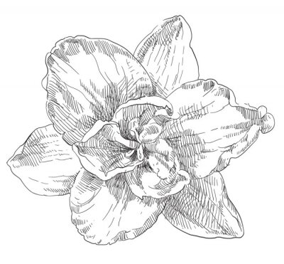 Sticker Abbildung schwarz-weißer Blume